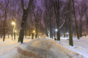 Tree Care: Our Services Prepare You for the Colder Months