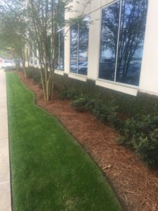 Manicured landscape beds