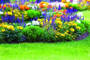 seasonal flowers