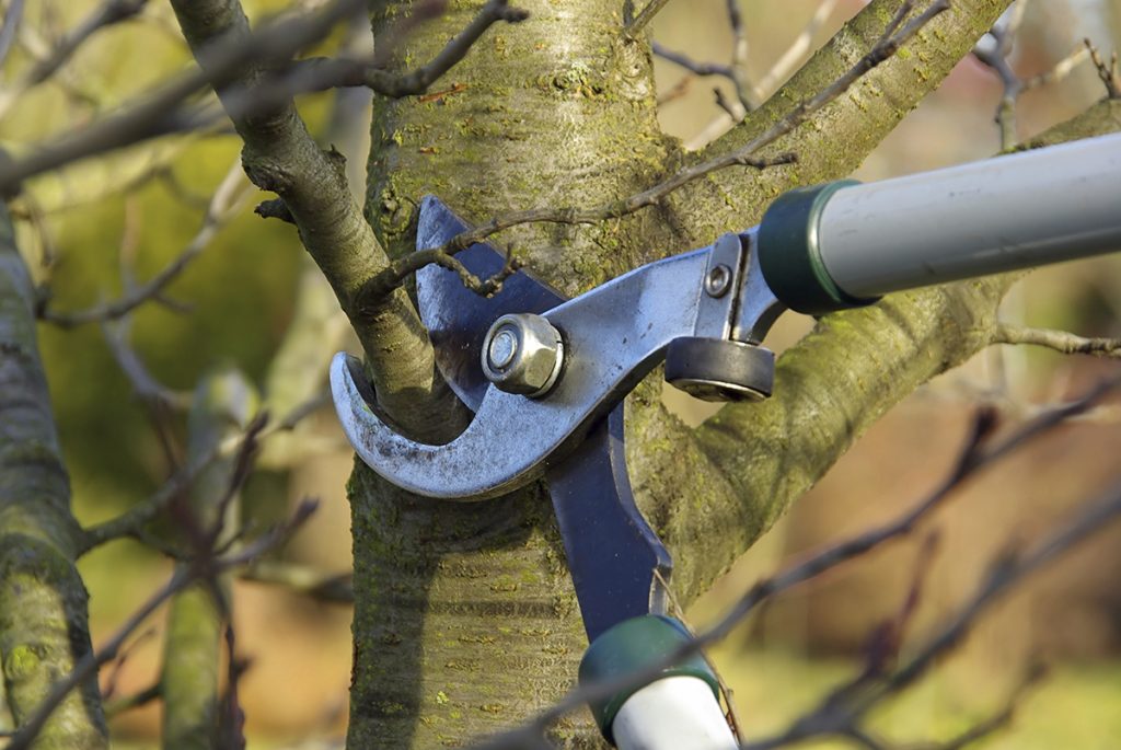 Pruning tree branches with loppers during landscape maintenance