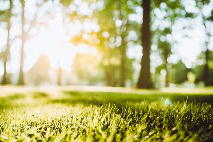 Prepare Your Lawn for Scorching Summer Heat with Commercial Lawn and Landscape Maintenance