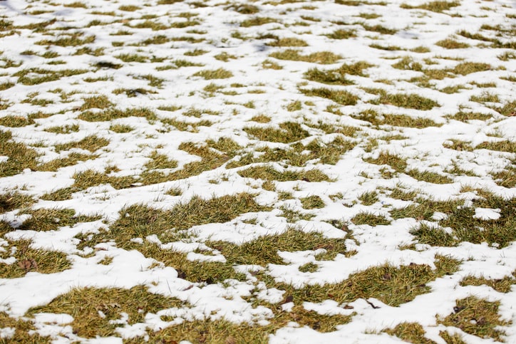 Helping Your Lawn Bounce Back from Winter and Spring Cleanup Landscaping