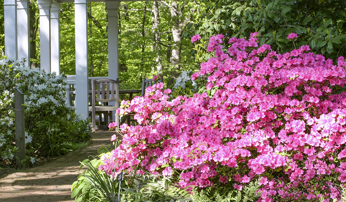 It’s Time to Plan for Pruning Your Spring Flowering Shrubs