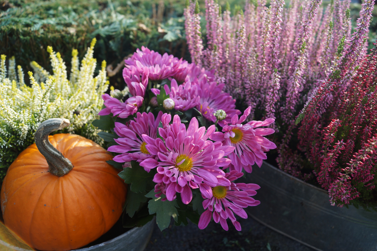 Plan Ahead for Festive Harvest Time Decorations for the Fall