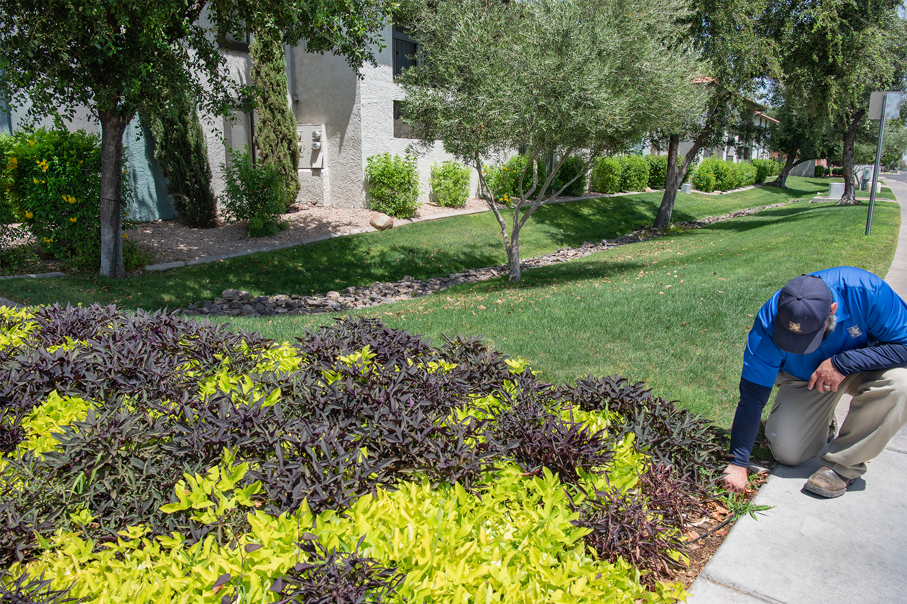 Technician performing landscape edging and bed maintenance along a sidewalk at a commercial property in Phoenix metro